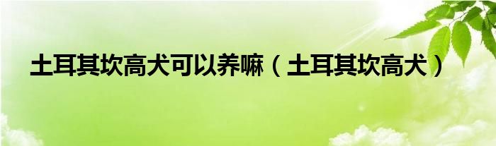 土耳其坎高犬可以养嘛（土耳其坎高犬）
